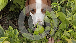 Beagle dog hunting at garden