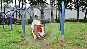 Beagle dog hunting playing at garden footage