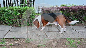 Beagle dog hunting playing at garden footage