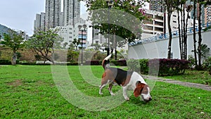 Beagle dog hunting playing at garden footage