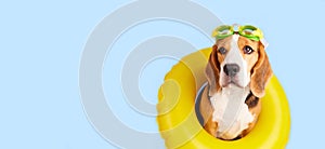 Beagle dog in an inflatable floating circle on a white isolated background. Summer holidays