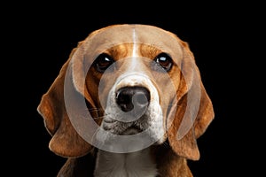 Beagle dog on isolated black background