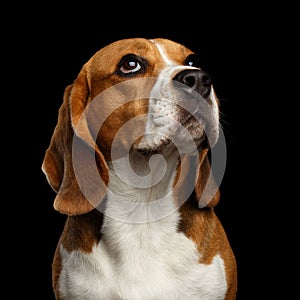 Beagle dog on isolated black background