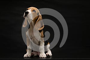 Beagle Dog Isolated On Black Background