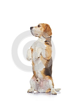 Beagle dog isolated on white background.