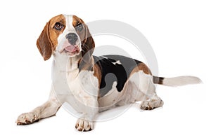 Beagle dog isolated on white background