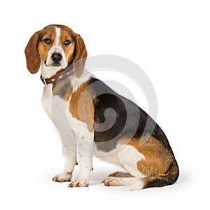 Beagle dog