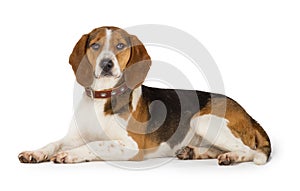 Beagle dog
