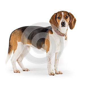 Beagle dog