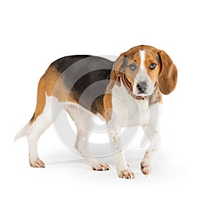 Beagle dog photo