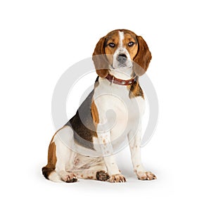 Beagle dog