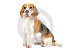 Beagle dog isolated img