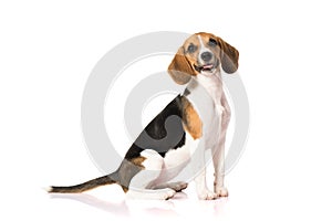 Beagle dog isolated on white