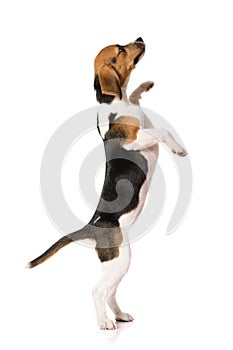 Beagle dog isolated on white