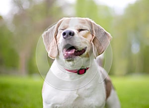 A happy Beagle dog with its eyes closed