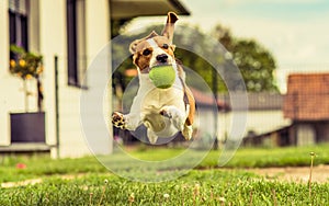 Beagle dog jump garden