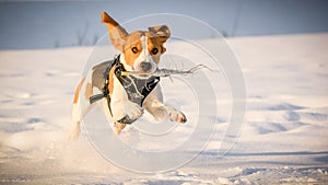 Il cane correre divertimento la neve 