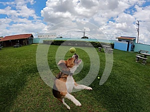 Beagle dog jumping to bite a tennis ball