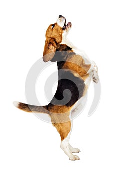 Beagle dog jumping up photo