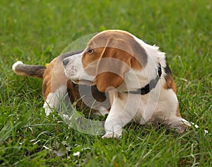 Beagle Dog / Just Curious