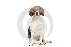 Beagle dog just sitting and analysing the photographer