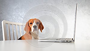 Beagle dog and laptop. Clever dog working with laptop. Theme of pets.