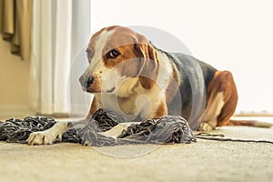 A Beagle dog laying down in a mess of tangled yarn. Beagle dog laying down in a mess of tangled yarn photo