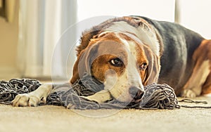 A Beagle dog laying down in a mess of tangled yarn. Beagle dog laying down in a mess of tangled yarn photo