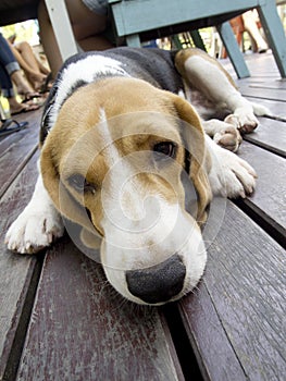 Beagle dog laying look sleepy