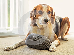 A Beagle dog lays inside on the floor with a big ball of grey yarn photo