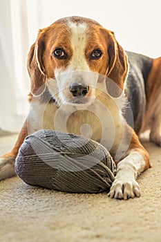 A Beagle dog lays inside on the floor with a big ball of grey yarn photo