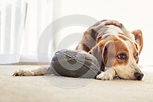 A Beagle dog lays inside on the floor with a big ball of grey yarn photo