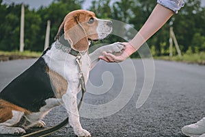 Beagle dog learns to give paw to mistress