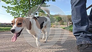 Beagle dog on a leash. Dog walking in countryside. Dog walking past a rural farm. Concept of training a beagle to