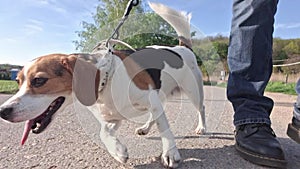 Beagle dog on a leash. Hound on a walk in the country landscape. Dog walking past a rural farm. Concept of training a