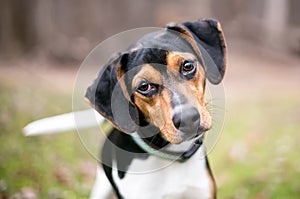 A Beagle dog listening with a head tilt