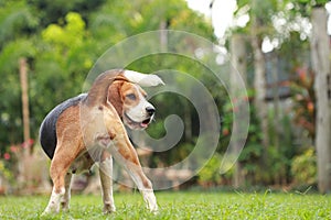 Beagle dog looking alert on estrus cycle