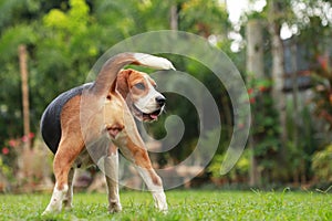 Beagle dog looking alert on estrus cycle