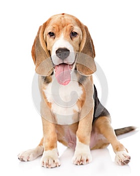 Beagle dog looking at camera. isolated on white background