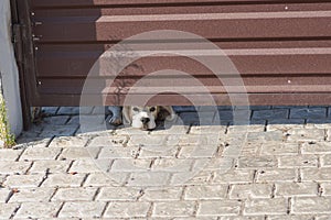 Beagle dog looking out from gate chink being home alone and bored