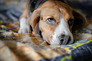 Beagle dog lying on the bed. sadness