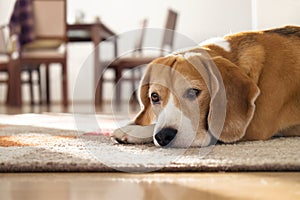 Beagle dog lying on carpet in cozy home