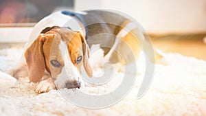 Beagle dog lying down on a carpet looking tired