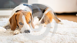 Beagle dog lying down on a carpet looking tired. Original photo