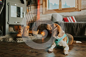 Beagle dog lying on the floor near the fireplace in mountain wooden house