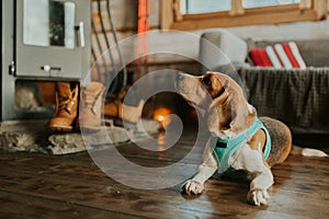 Beagle dog lying on the floor near the fireplace in mountain wooden house