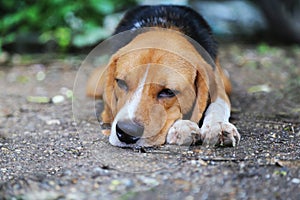 Beagle dog lying on the ground.