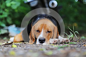 Beagle dog lying on the ground.