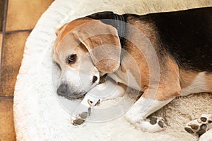 Beagle dog lying and relaxing