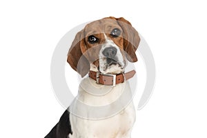 Beagle dog making puppy eyes at the camera